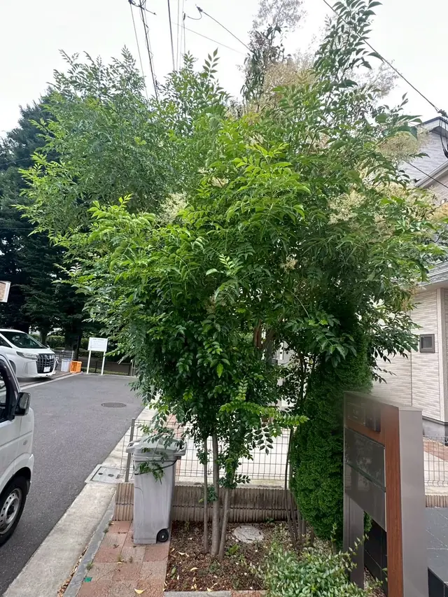 道路沿いの木が高く茂って歩道側に張り出している状態