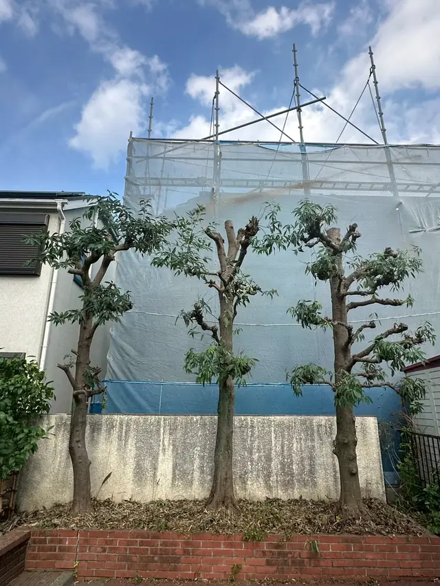 幹の形を残して切り詰めたあとの同じ庭木