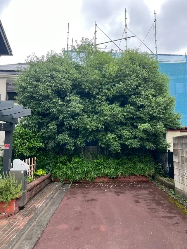 高さいっぱいまで枝葉が茂った庭木