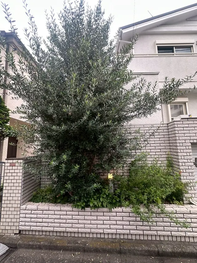 枝葉が茂って建物の壁ぎわまで迫った庭木