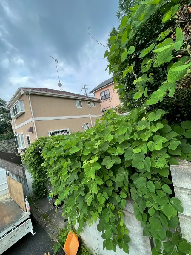 建物の壁と塀をおおっている蔦